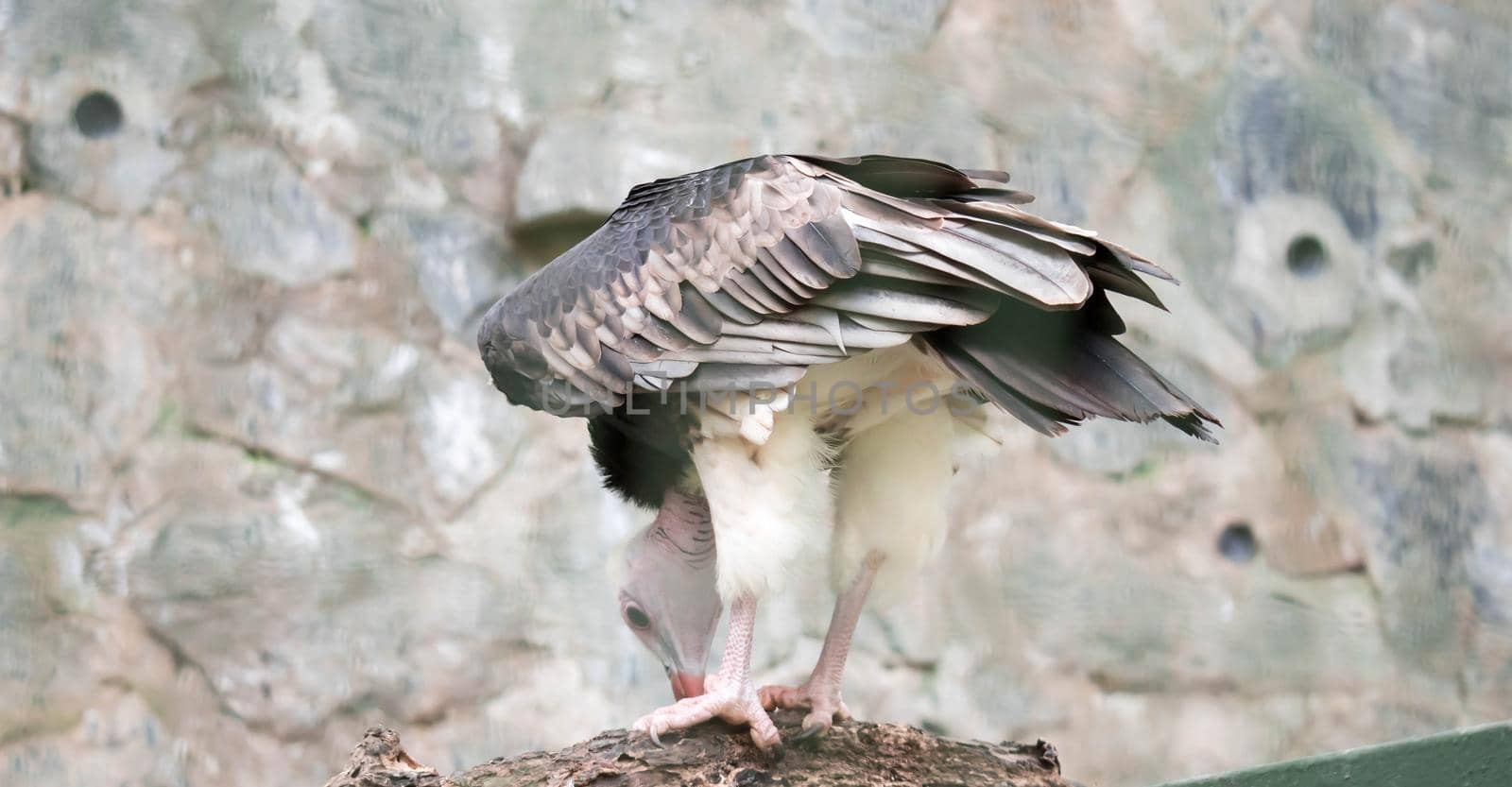 A White-headed vulture (Trigonoceps occipitalis)