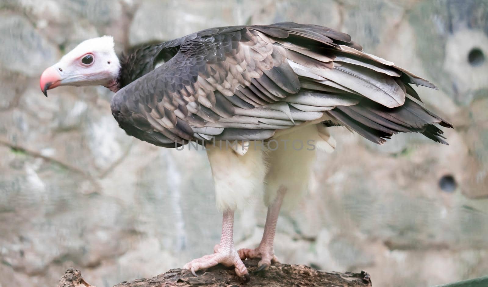 White-headed vulture (Trigonoceps occipitalis) by billroque
