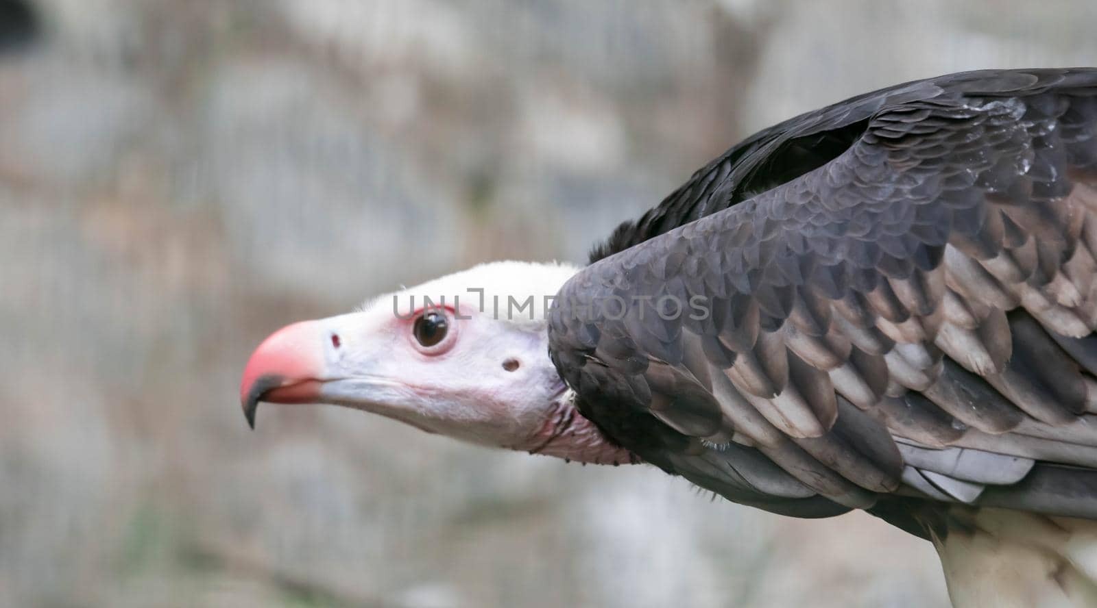 A Close up of a White-headed vulture (Trigonoceps occipitalis)