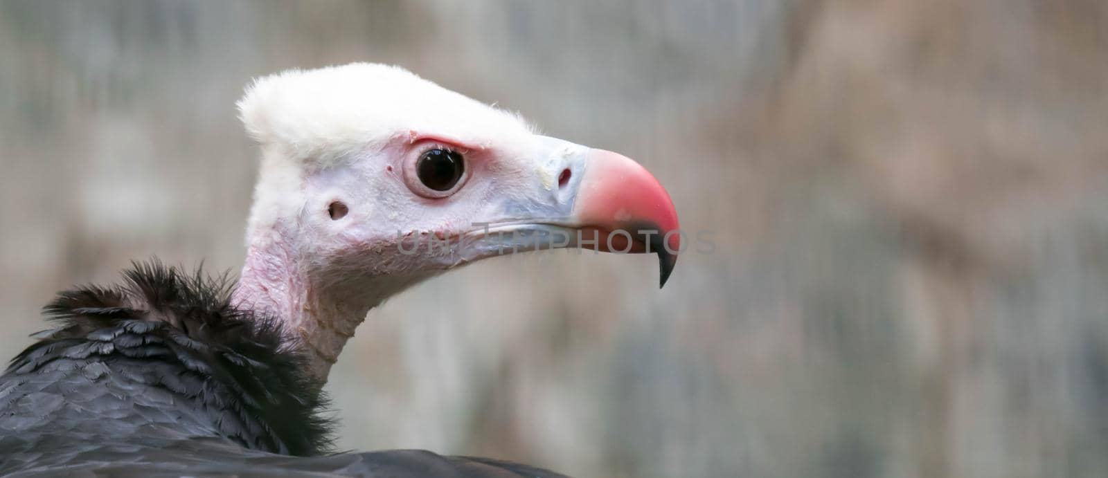 Close up of a White-headed vulture (Trigonoceps occipitalis) by billroque