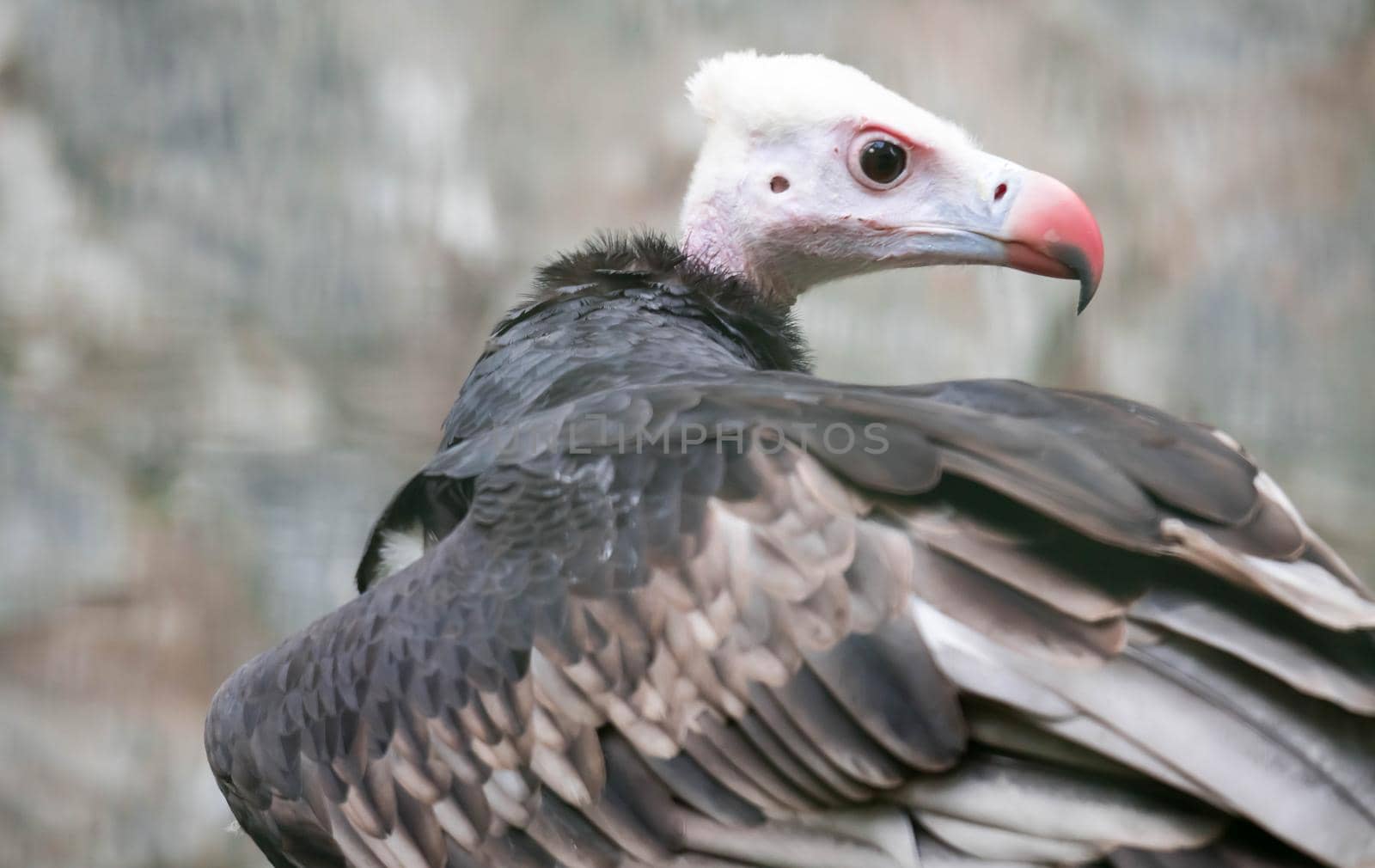 A Close up of a White-headed vulture (Trigonoceps occipitalis)