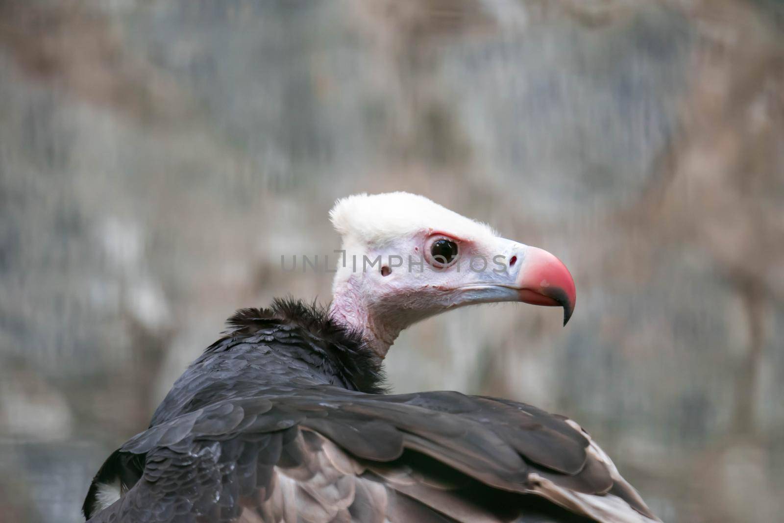 A Close up of a White-headed vulture (Trigonoceps occipitalis)