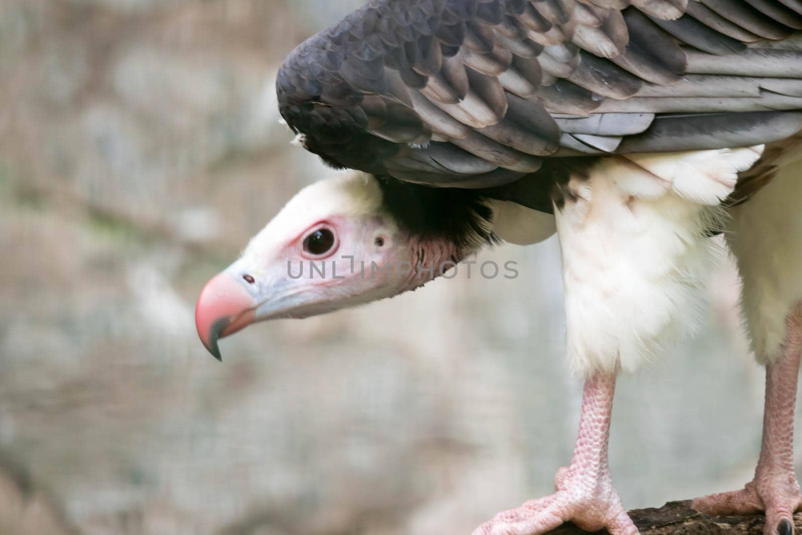 Portrait of a white-headed vulture [Trigonoceps occipitalis] by billroque