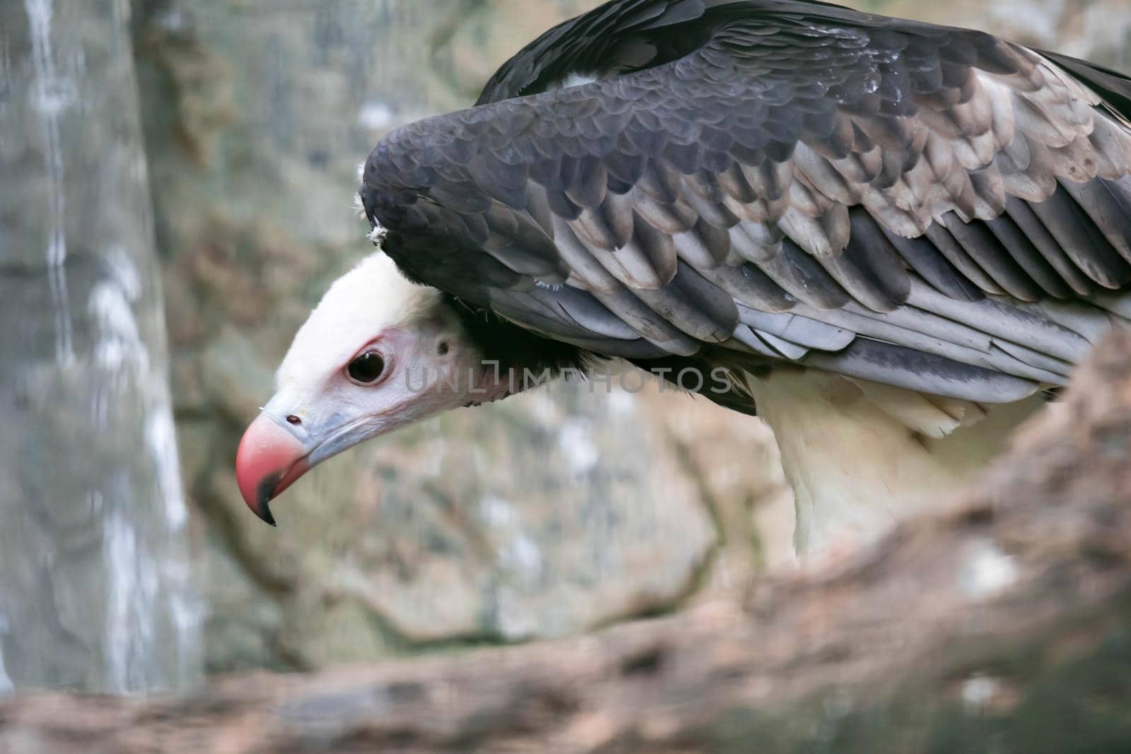 A Portrait of a white-headed vulture [Trigonoceps occipitalis]