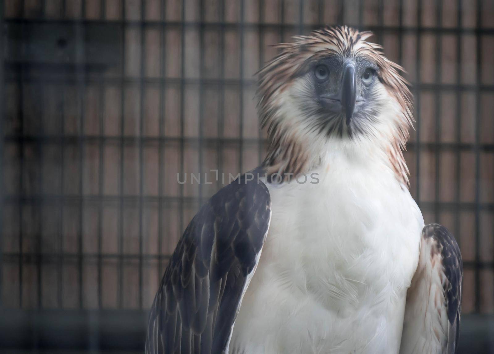 The Philippine eagle (Pithecophaga jefferyi) is one of the most endangered bird species in the world. It is believed that less than 500 pairs survive in the world