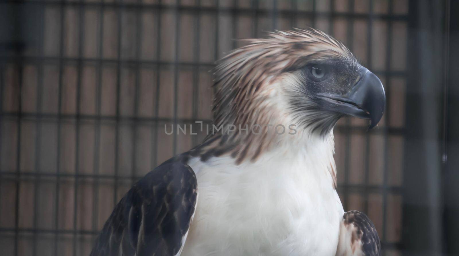 The Philippine eagle (Pithecophaga jefferyi) is one of the most endangered bird species in the world. It is believed that less than 500 pairs survive in the wild. by billroque