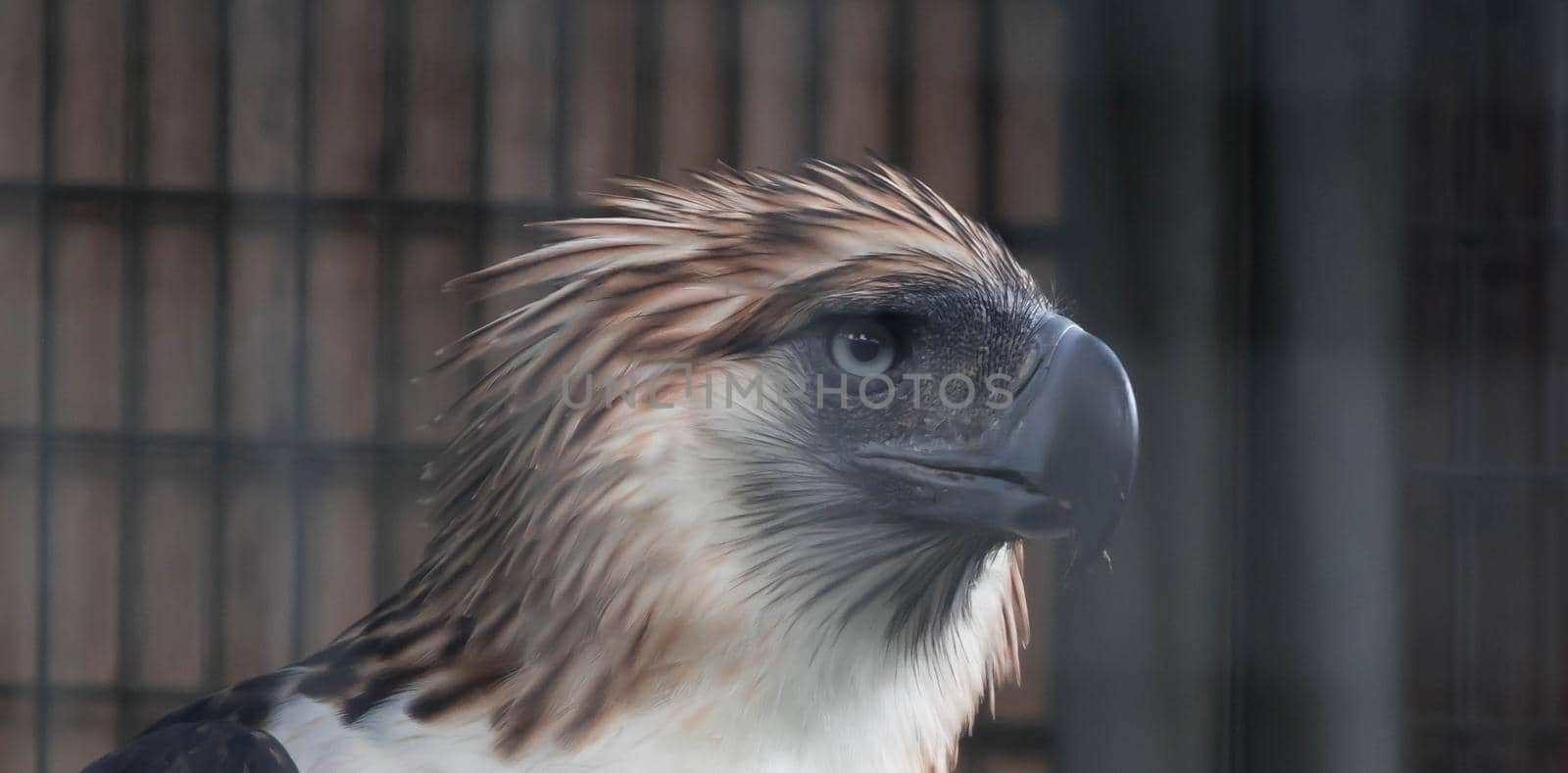 A Philippine Eagle also known as the Monkey-eating Eagle