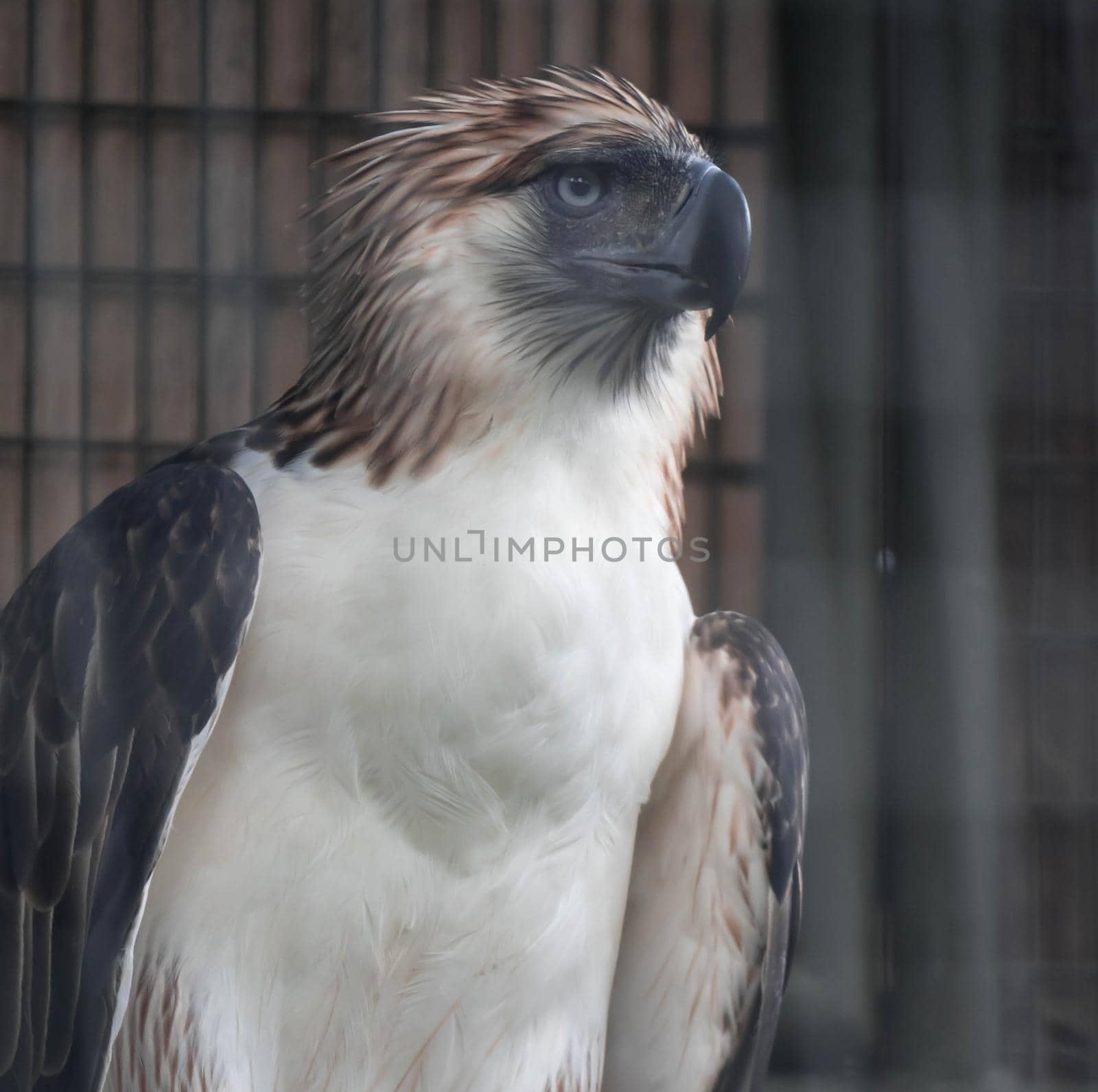 A Philippine Eagle also known as the Monkey-eating Eagle