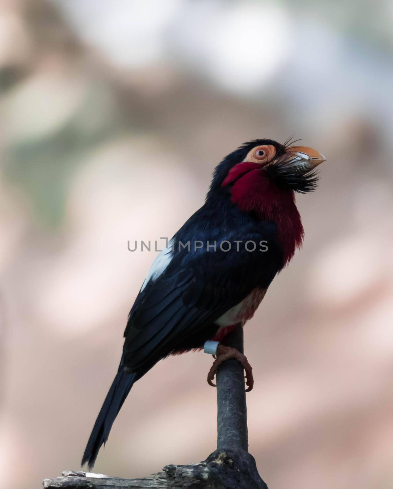 A Bearded Barbet (Pogonornis dubius) perched in a tree. Bird species with very odd shaped bill.