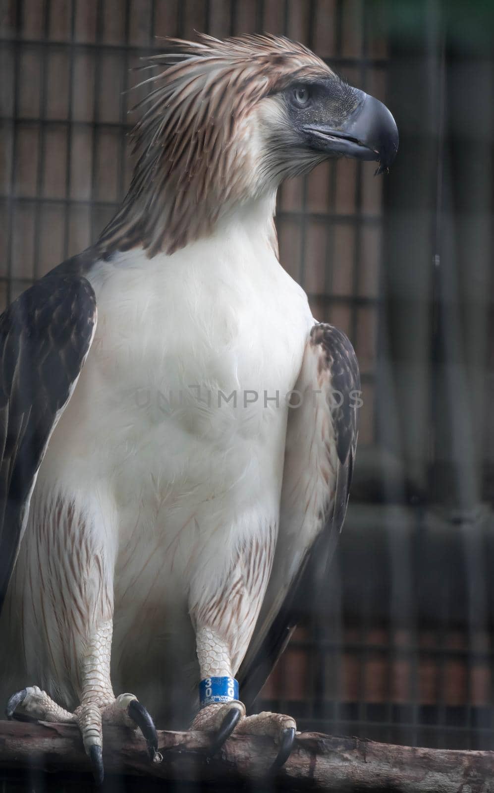 A Philippine Eagle also known as the Monkey-eating Eagle