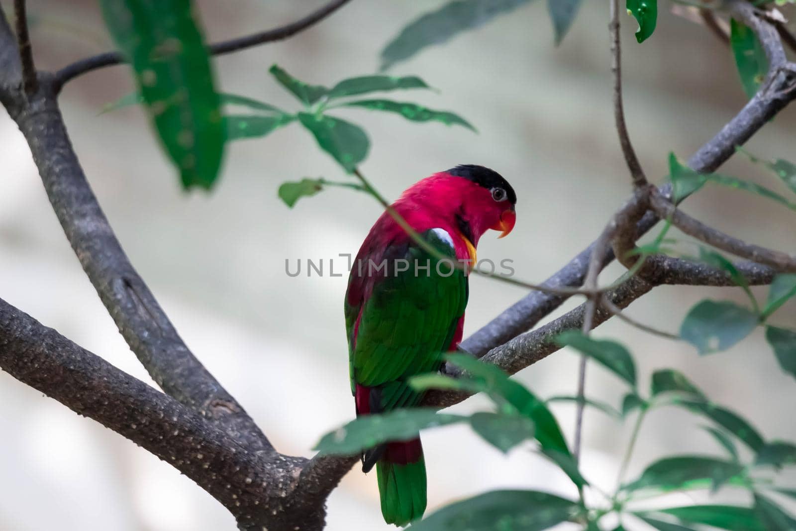A yellow-bibbed lory (Lorius chlorocercus) perches on the branch. It is a species of parrot in the family Psittaculidae. It is endemic to the southern Solomon Islands.