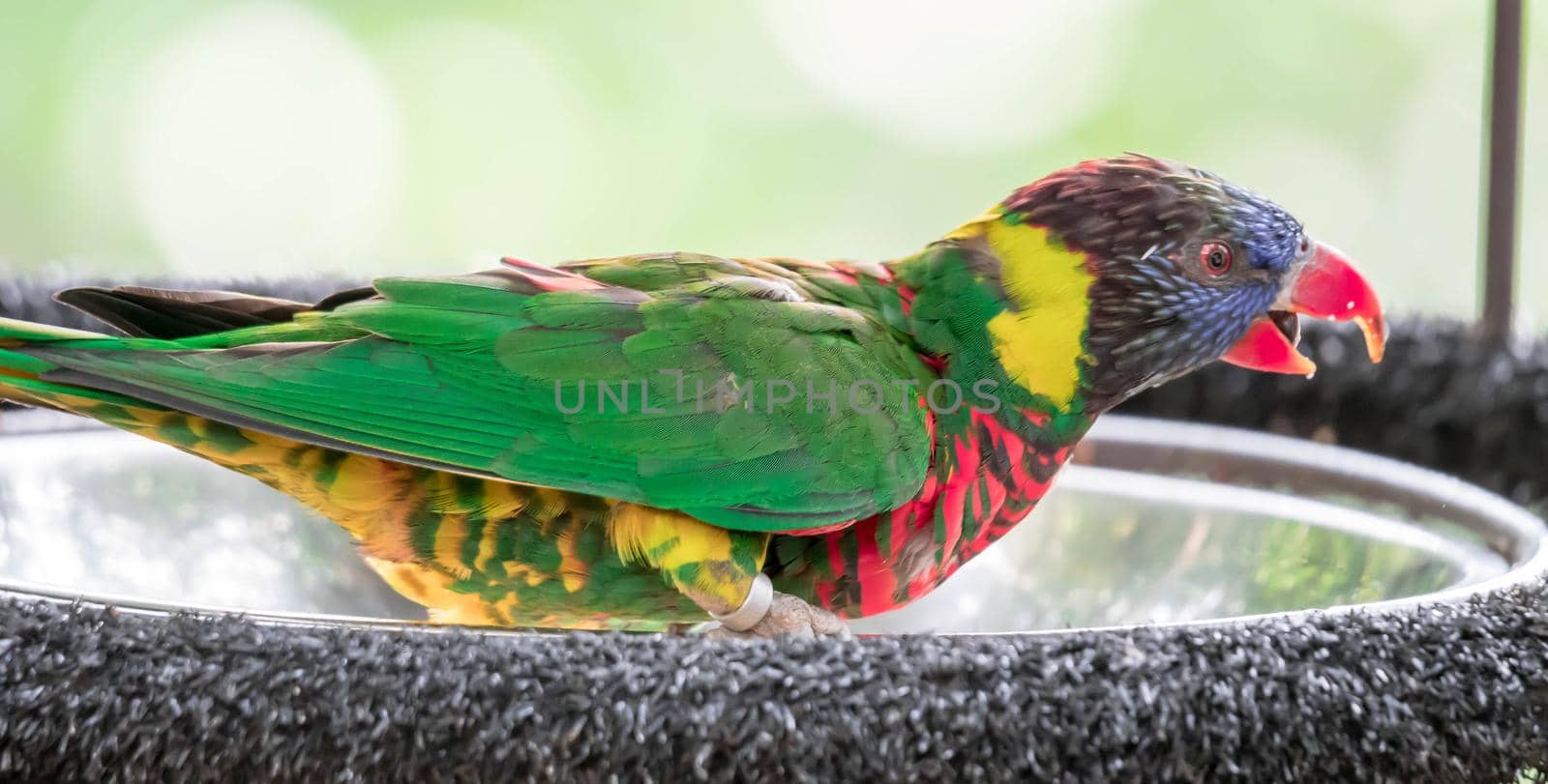 Rainbow lorikeet, Trichoglossus haematodus moluscanus, is beautifully colored parrot by billroque