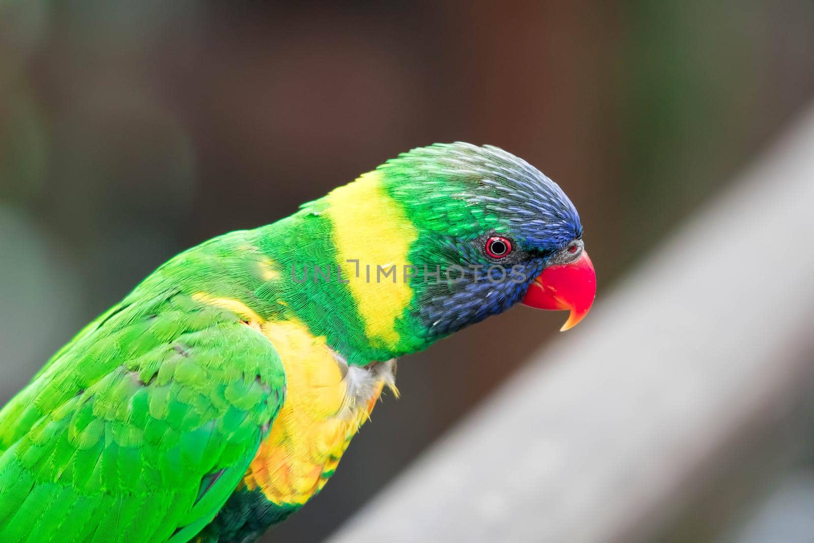 A Rainbow Lorikeet, a species of parrot from Australia. Trichoglossus moluccanus
