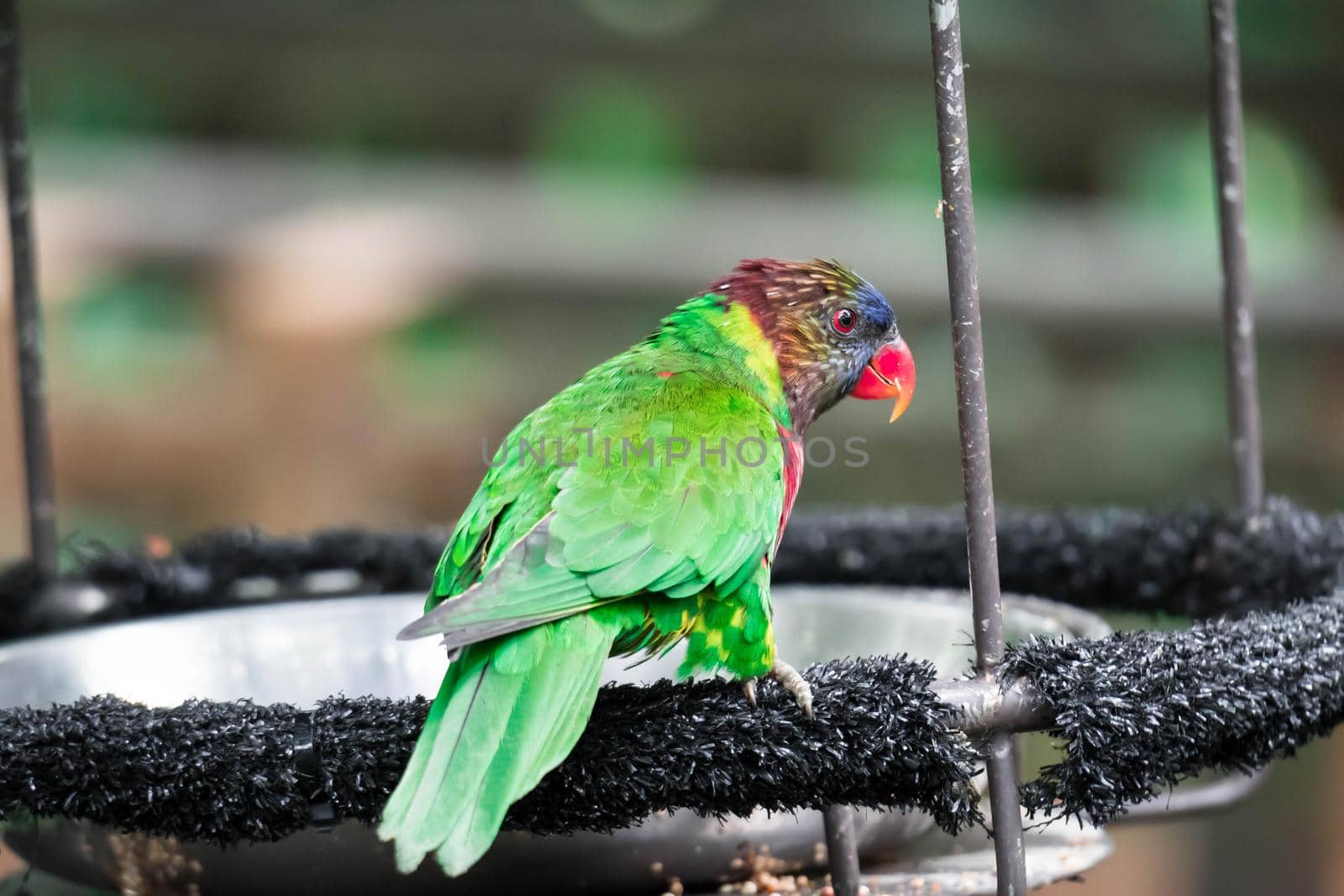 A Rainbow Lorikeet, a species of parrot from Australia. Trichoglossus moluccanus