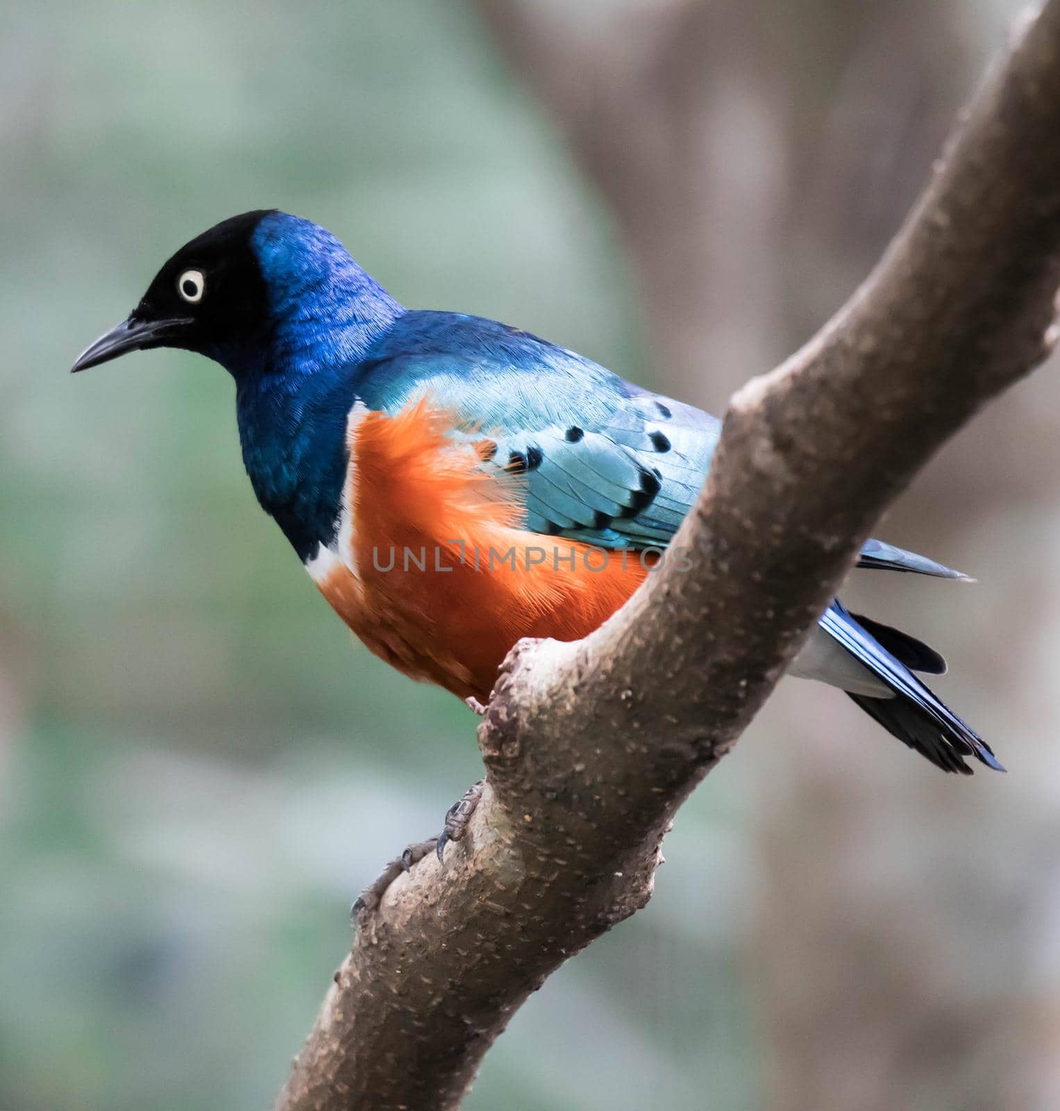 Superb Starling Bird Lamprotornis Superbus Sitting on Branch by billroque