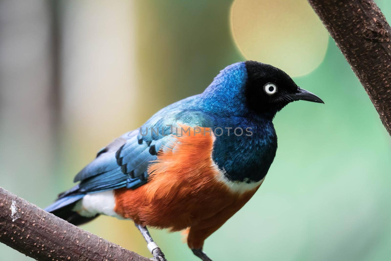 A Superb Starling Bird Lamprotornis Superbus Sitting on Branch