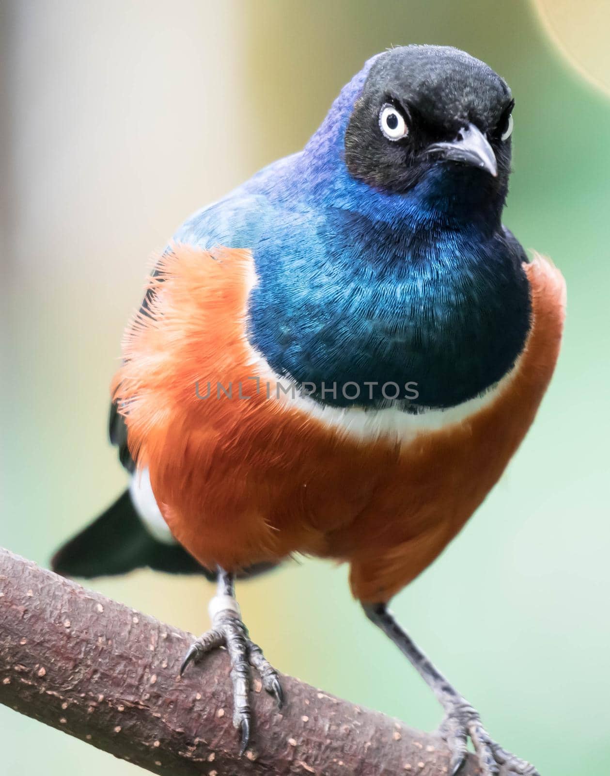 A Superb Starling Bird Lamprotornis Superbus Sitting on Branch