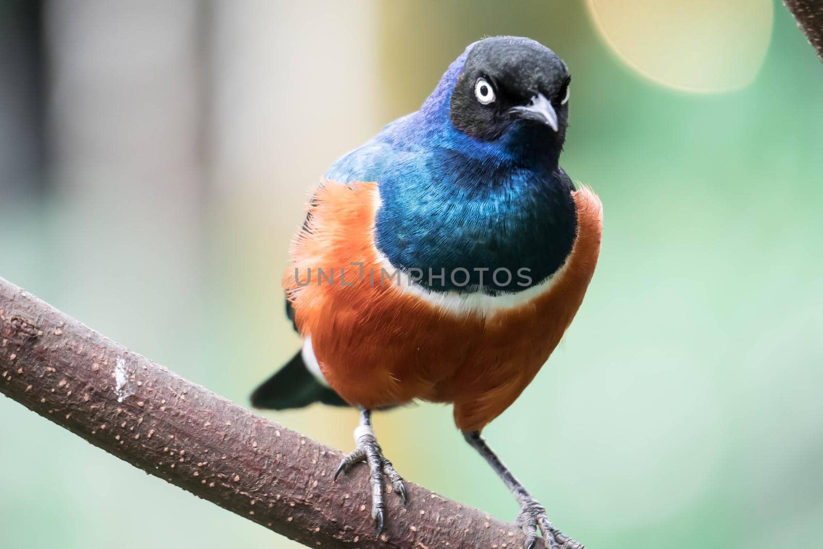 A Superb Starling Bird Lamprotornis Superbus Sitting on Branch