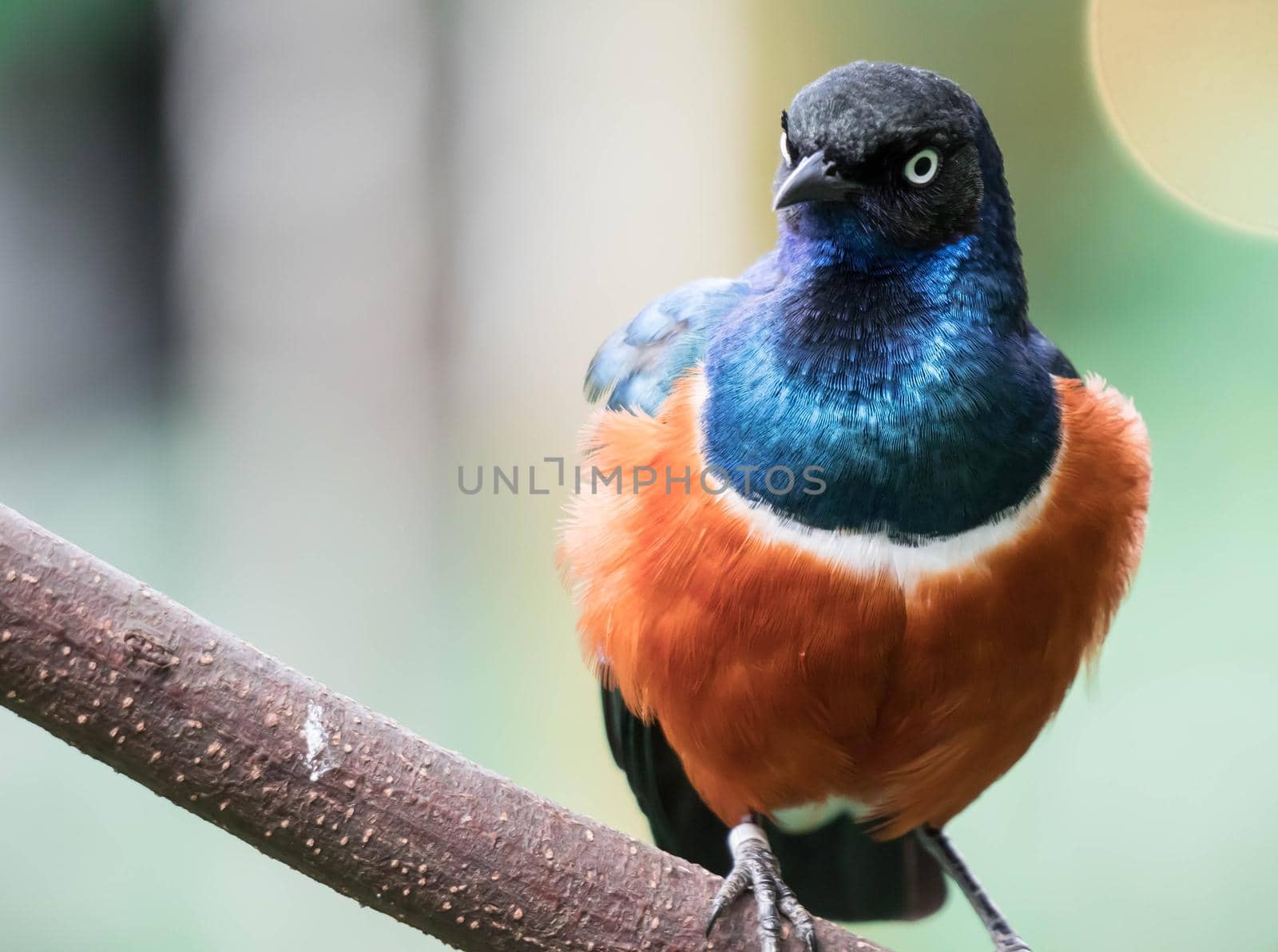 A Superb Starling Bird Lamprotornis Superbus Sitting on Branch