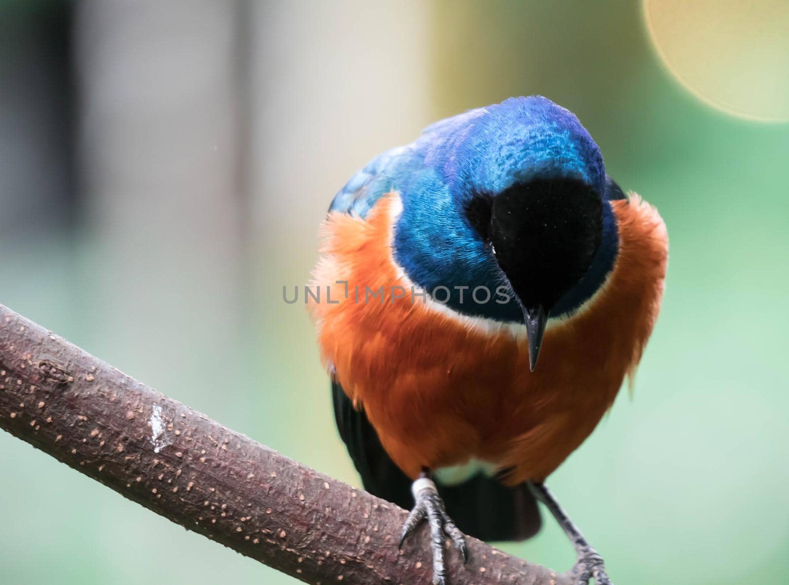 A Superb Starling Bird Lamprotornis Superbus Sitting on Branch