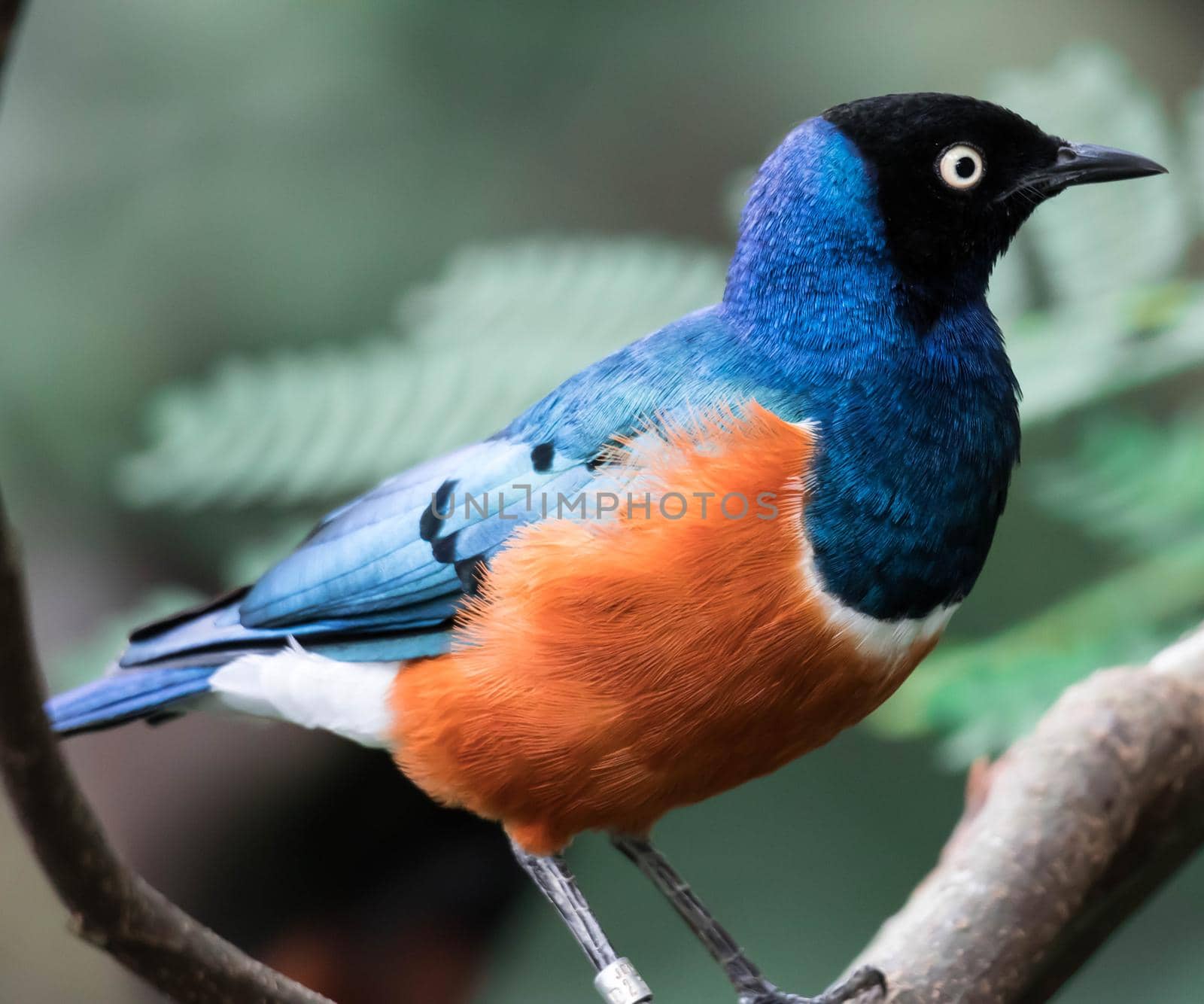 Superb Starling Bird Lamprotornis Superbus Sitting on Branch by billroque