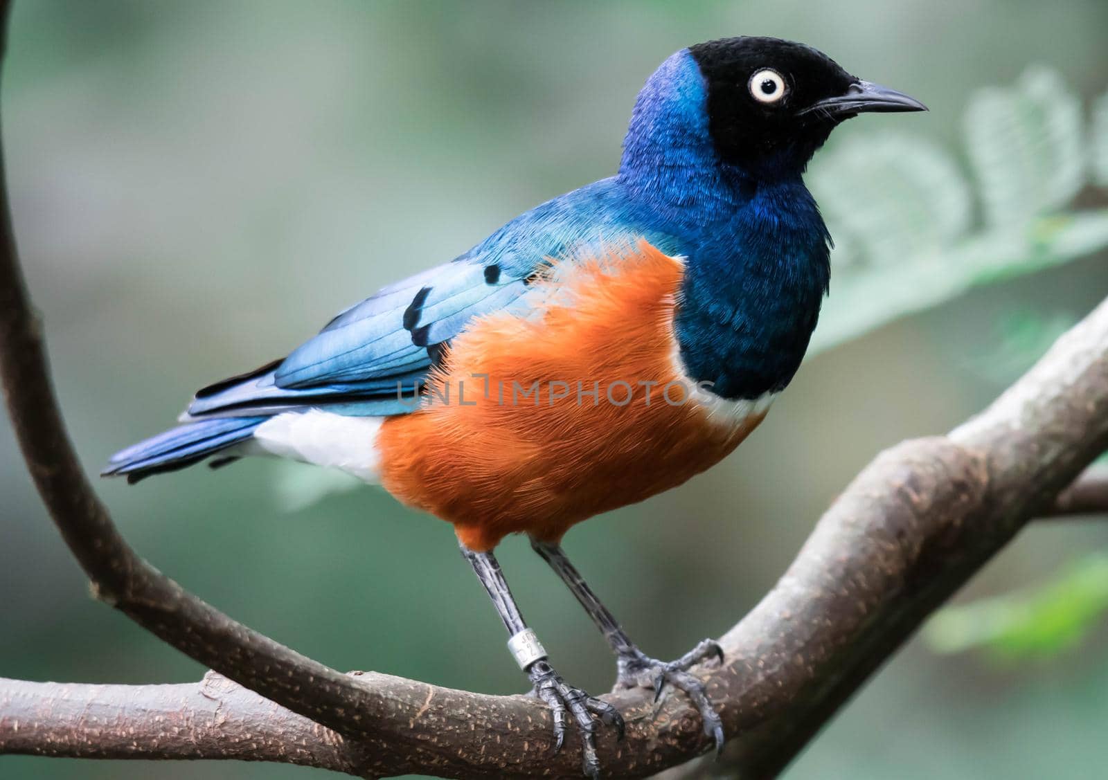 A Superb Starling Bird Lamprotornis Superbus Sitting on Branch