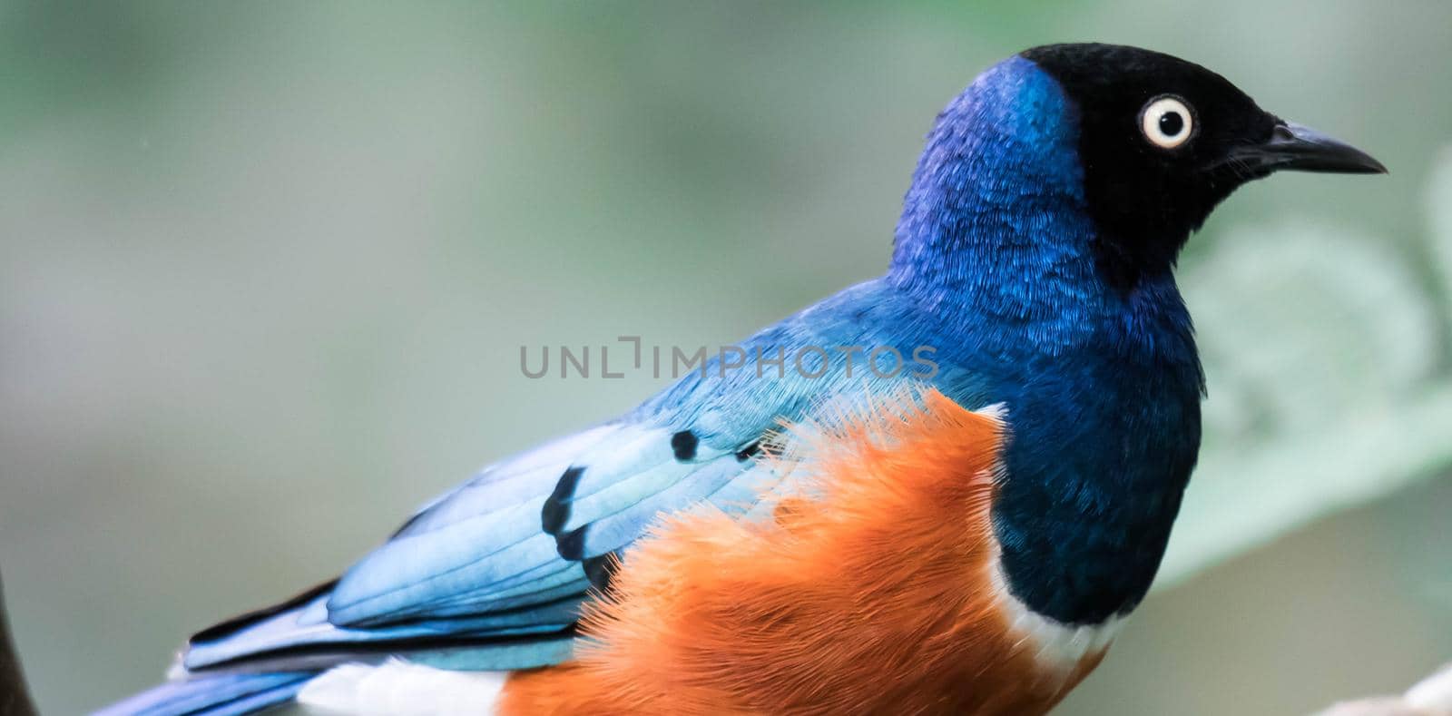 Superb Starling Bird Lamprotornis Superbus Sitting on Branch by billroque