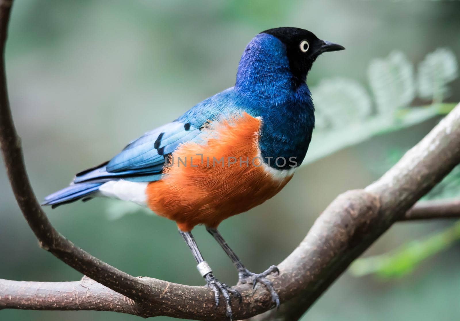 A Superb Starling Bird Lamprotornis Superbus Sitting on Branch