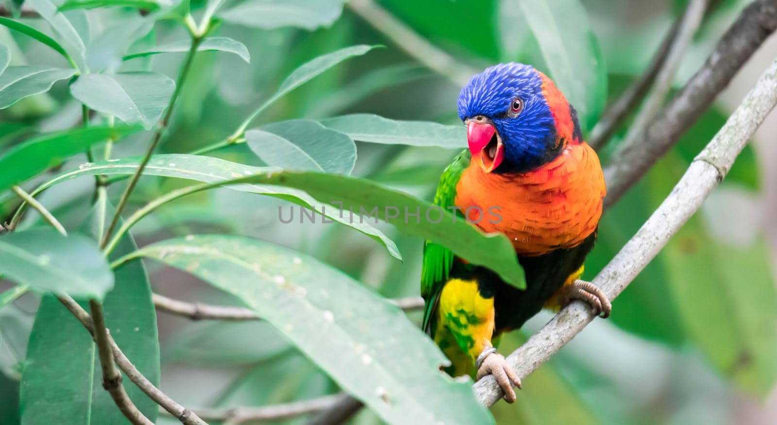 A Rainbow lorikeet, Trichoglossus haematodus moluscanus, is beautifully colored parrot