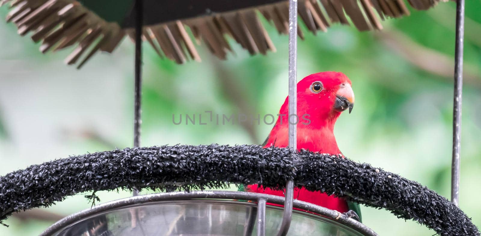 An Australian King-parrot (Alisterus scapularis)