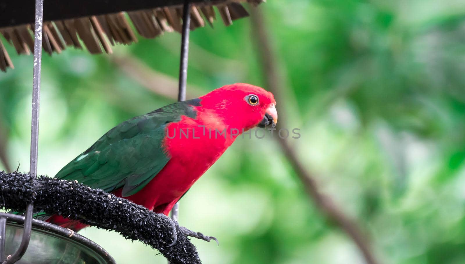 Australian King-parrot (Alisterus scapularis) by billroque