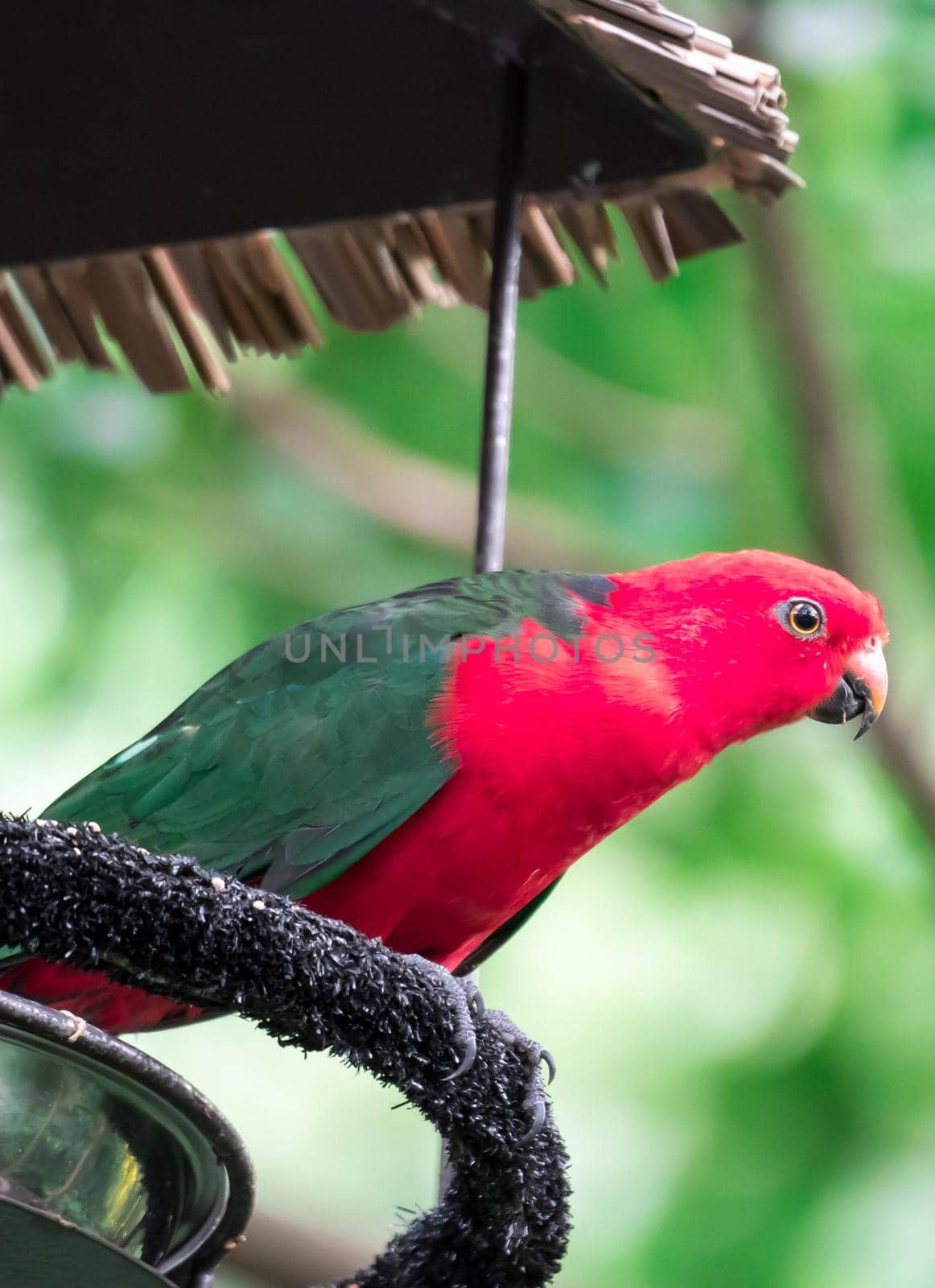 Australian King-parrot (Alisterus scapularis) by billroque