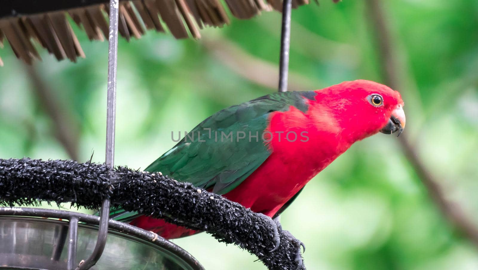 Australian King-parrot (Alisterus scapularis) by billroque