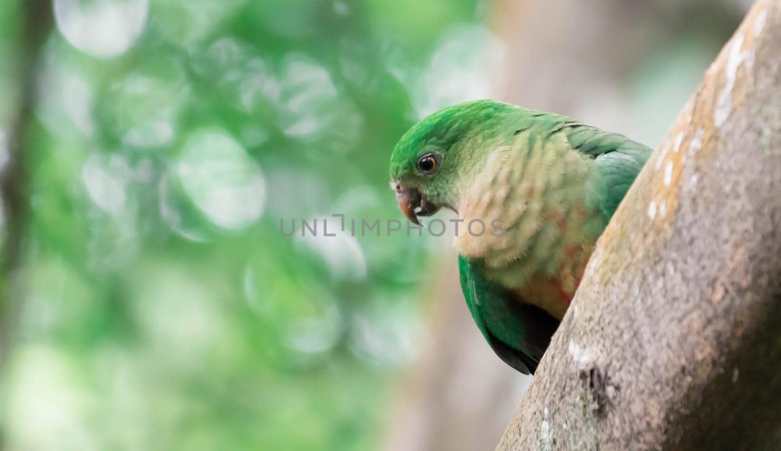 Parrot parakeet while sitting on a tree branch