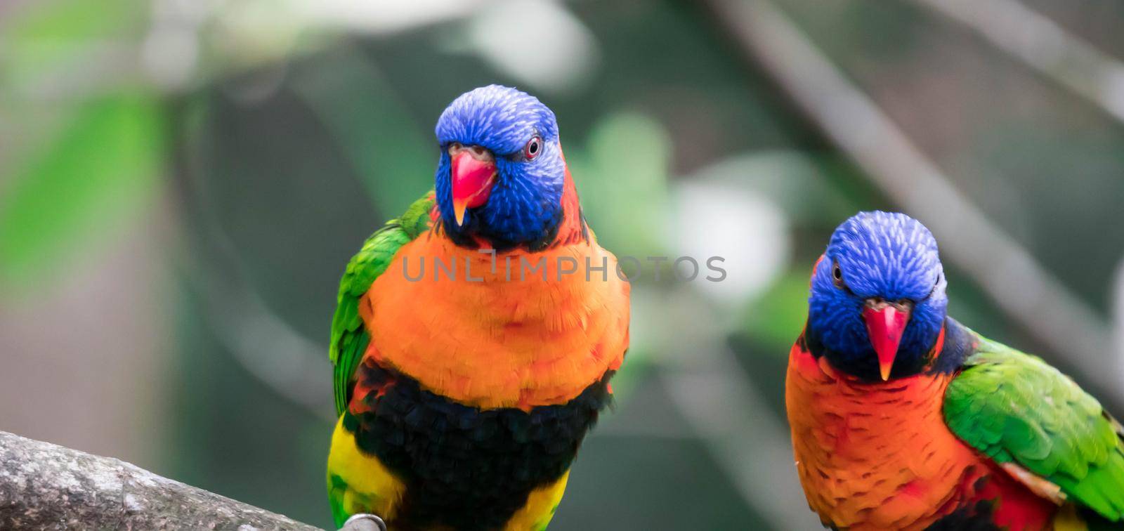 Rainbow Lorikeet have very bright plumage. Head is deep blue with a greenish-yellow nuchal collar, the wings, back and tail are deep green, and the chest is red. by billroque
