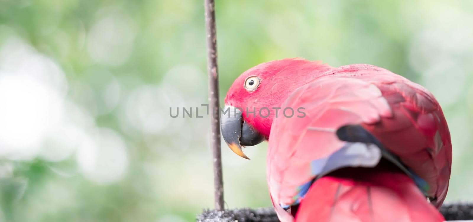 Australian King-parrot (Alisterus scapularis) by billroque