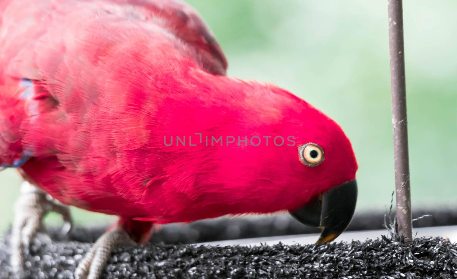 A Australian King-parrot (Alisterus scapularis)