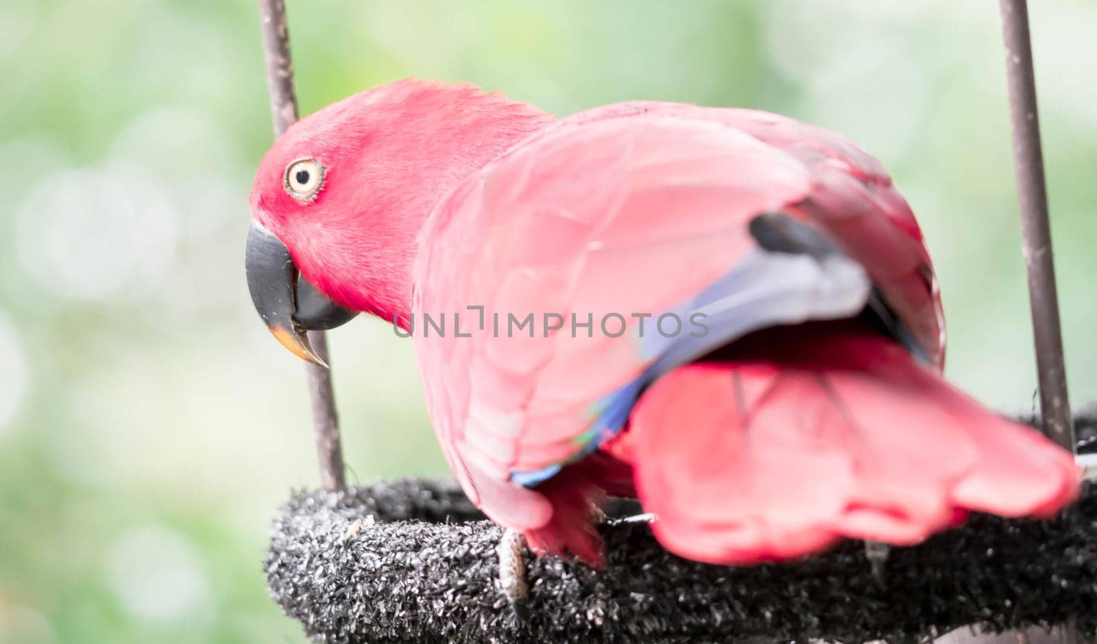 A Australian King-parrot (Alisterus scapularis)