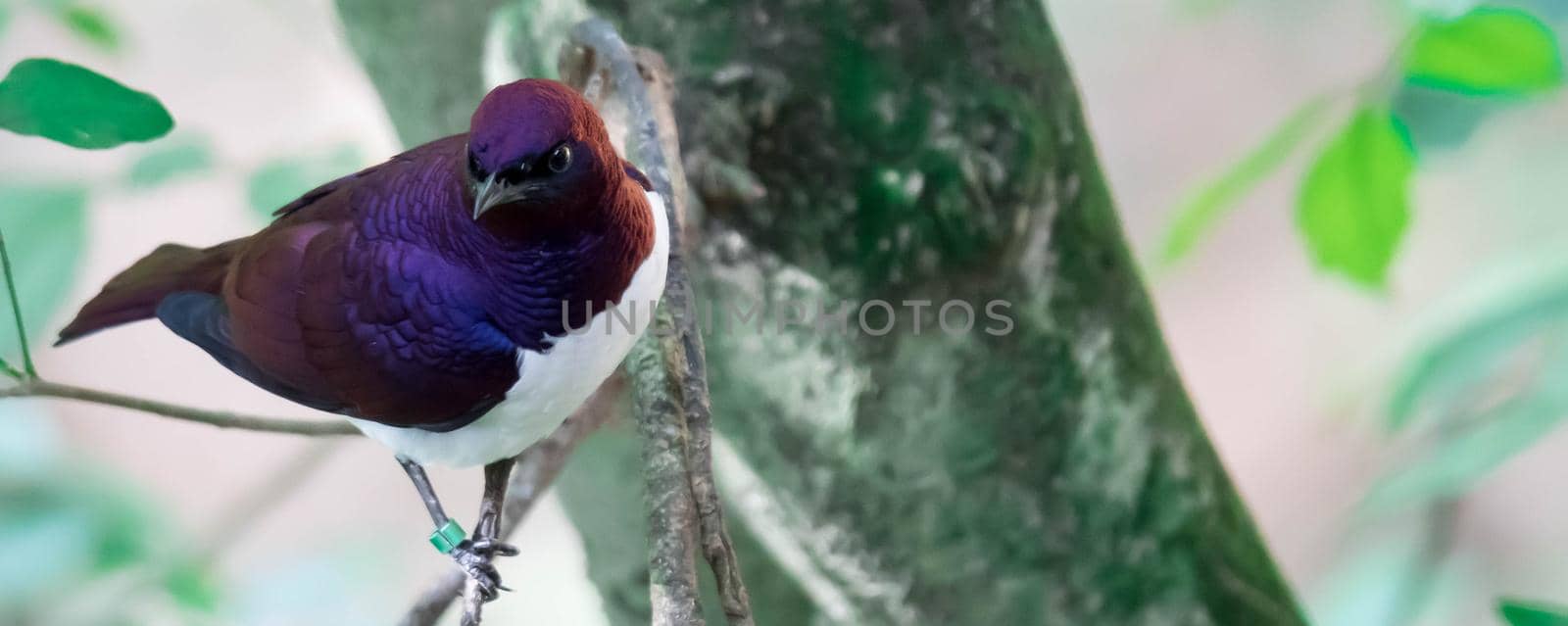 Violet-backed Starling Cinnyricinclus leucogaster, also known as Amethyst or Plum-coloured Starling by billroque