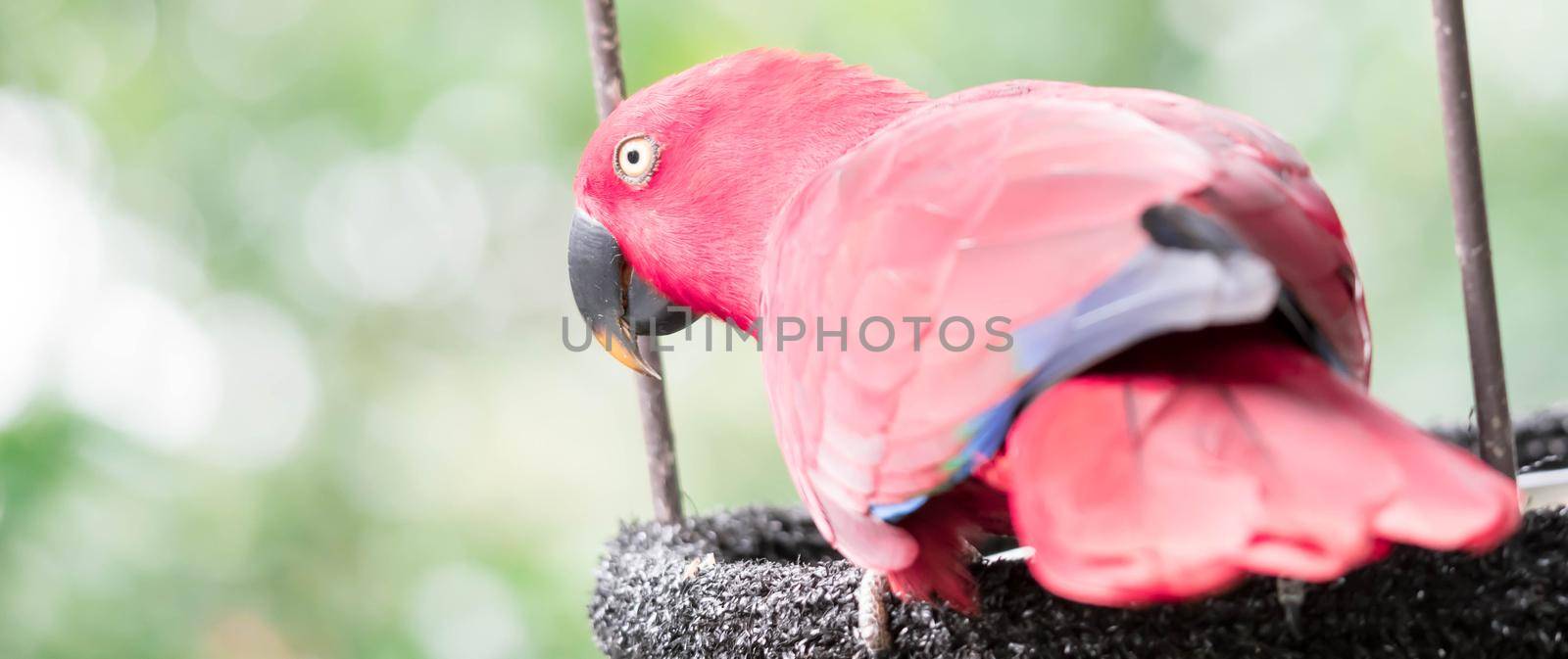 A Australian King-parrot (Alisterus scapularis)