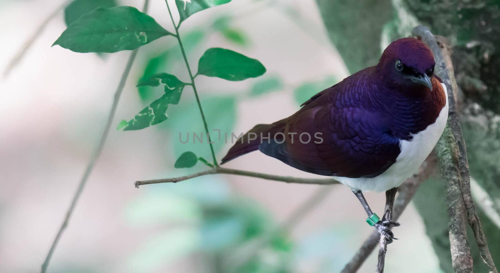 Violet-backed Starling Cinnyricinclus leucogaster, also known as Amethyst or Plum-coloured Starling by billroque