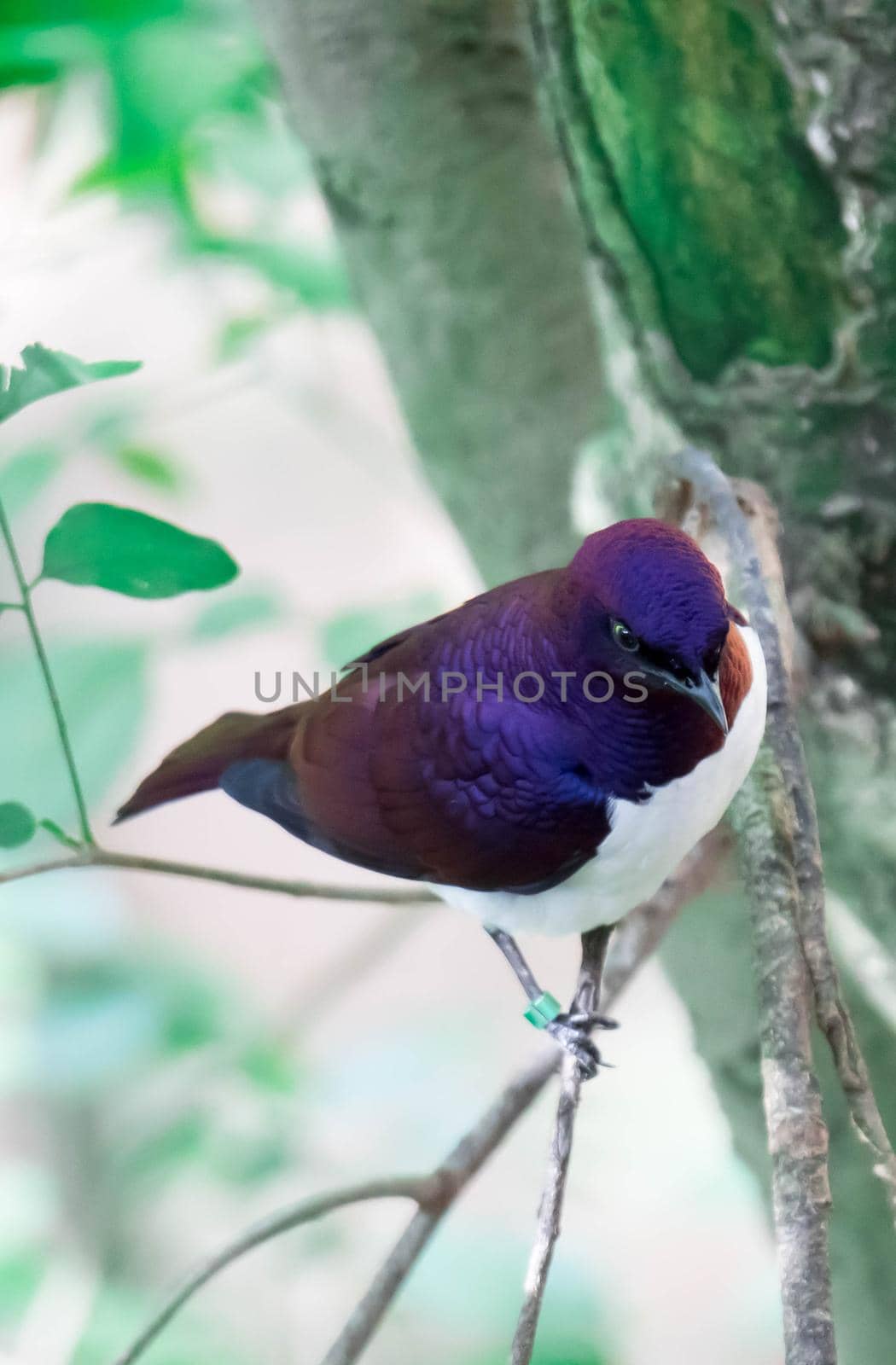 A Violet-backed Starling Cinnyricinclus leucogaster, also known as Amethyst or Plum-coloured Starling