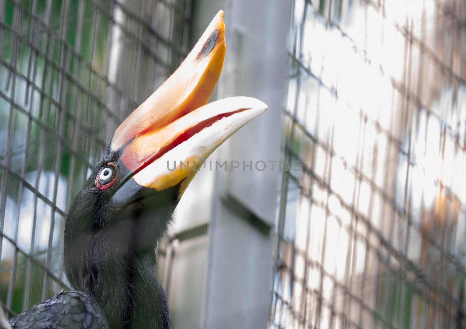 Rhinoceros Hornbill (Buceros rhinoceros) inside a cage in a Zoo by billroque