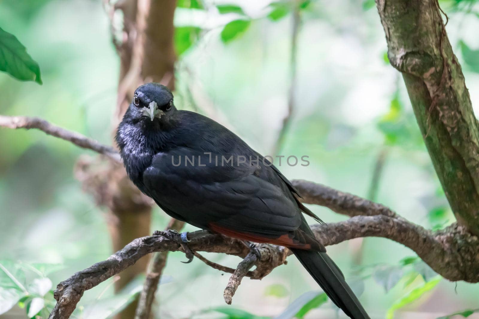 A Tristram's Starling / grackle (Onychognathus tristramii). A species of starling native to the Middle East,nesting mainly on rocky cliff faces.