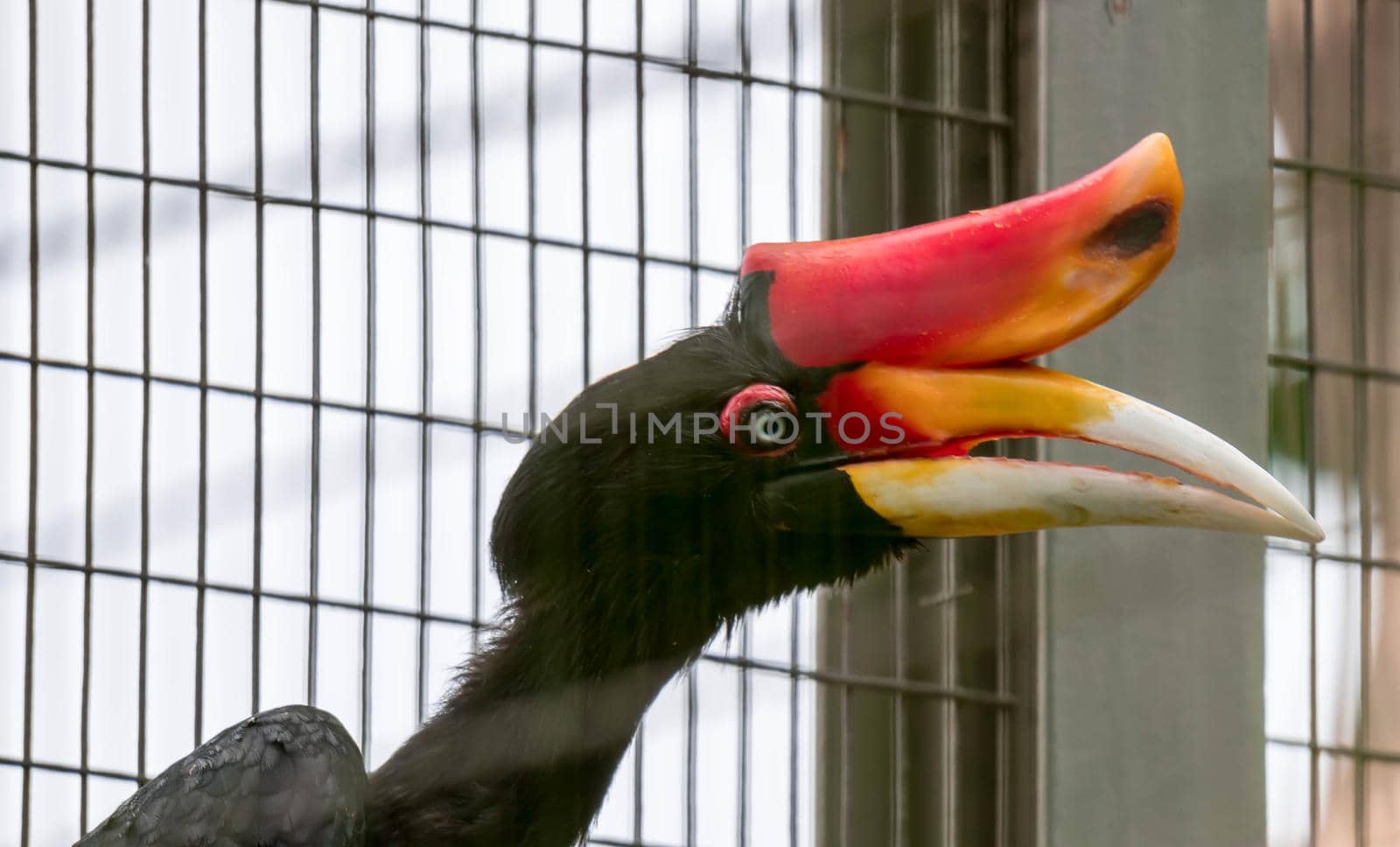 A Rhinoceros Hornbill (Buceros rhinoceros) inside a cage in a Zoo