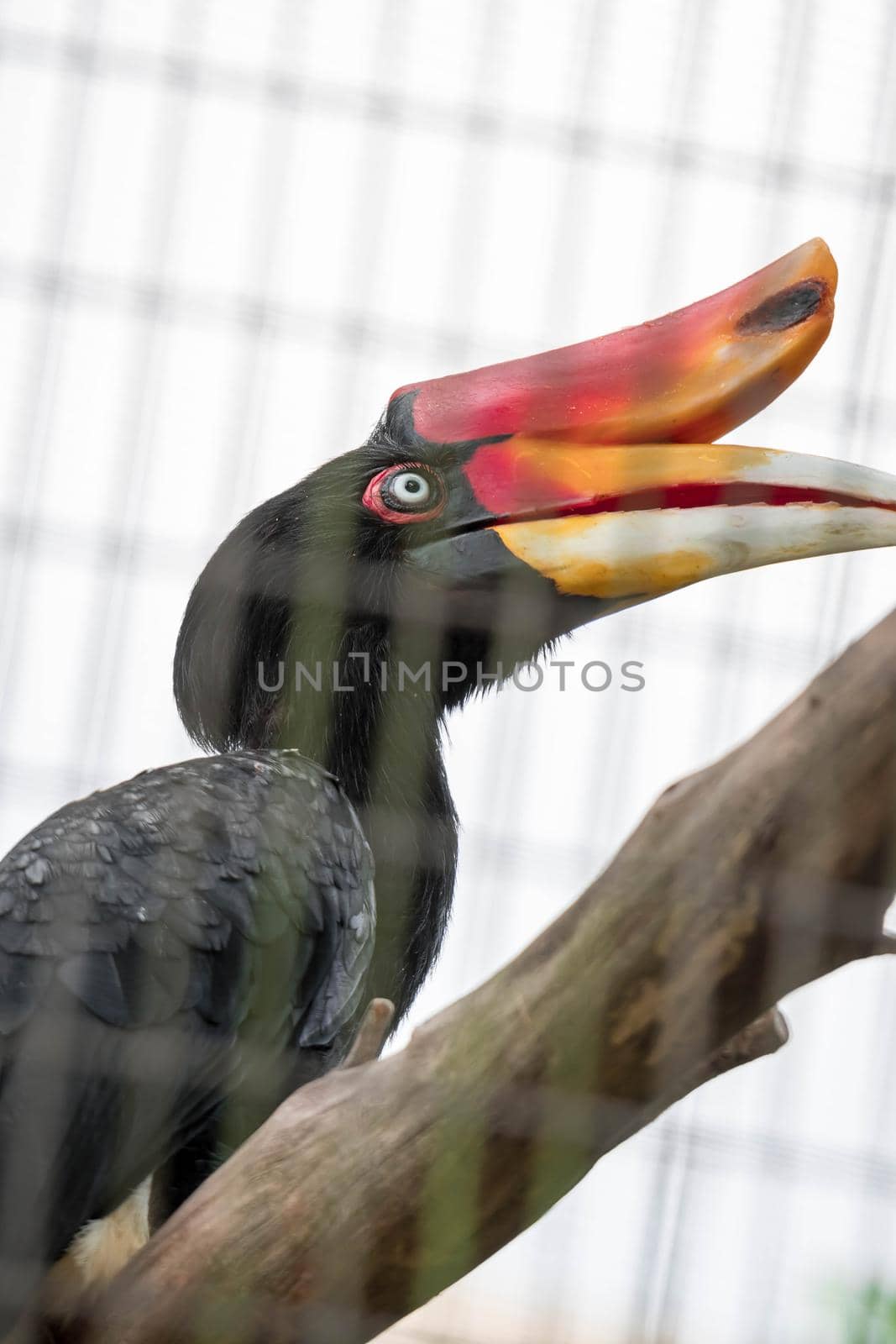 Rhinoceros Hornbill (Buceros rhinoceros) inside a cage in a Zoo by billroque