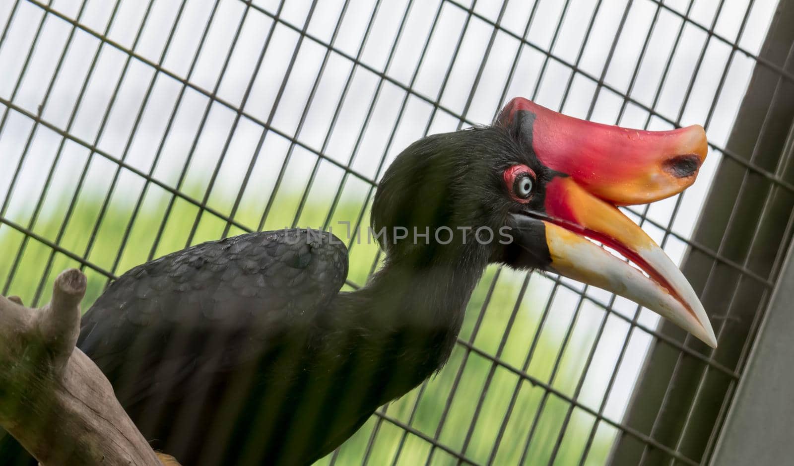 A Rhinoceros Hornbill (Buceros rhinoceros) inside a cage in a Zoo