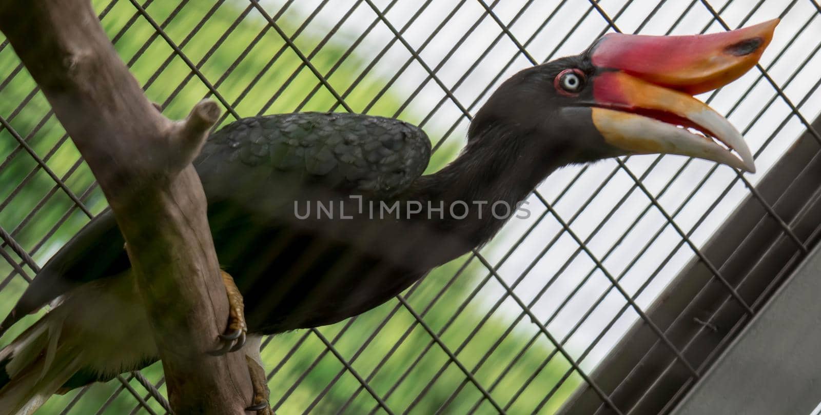 Rhinoceros Hornbill (Buceros rhinoceros) inside a cage in a Zoo by billroque