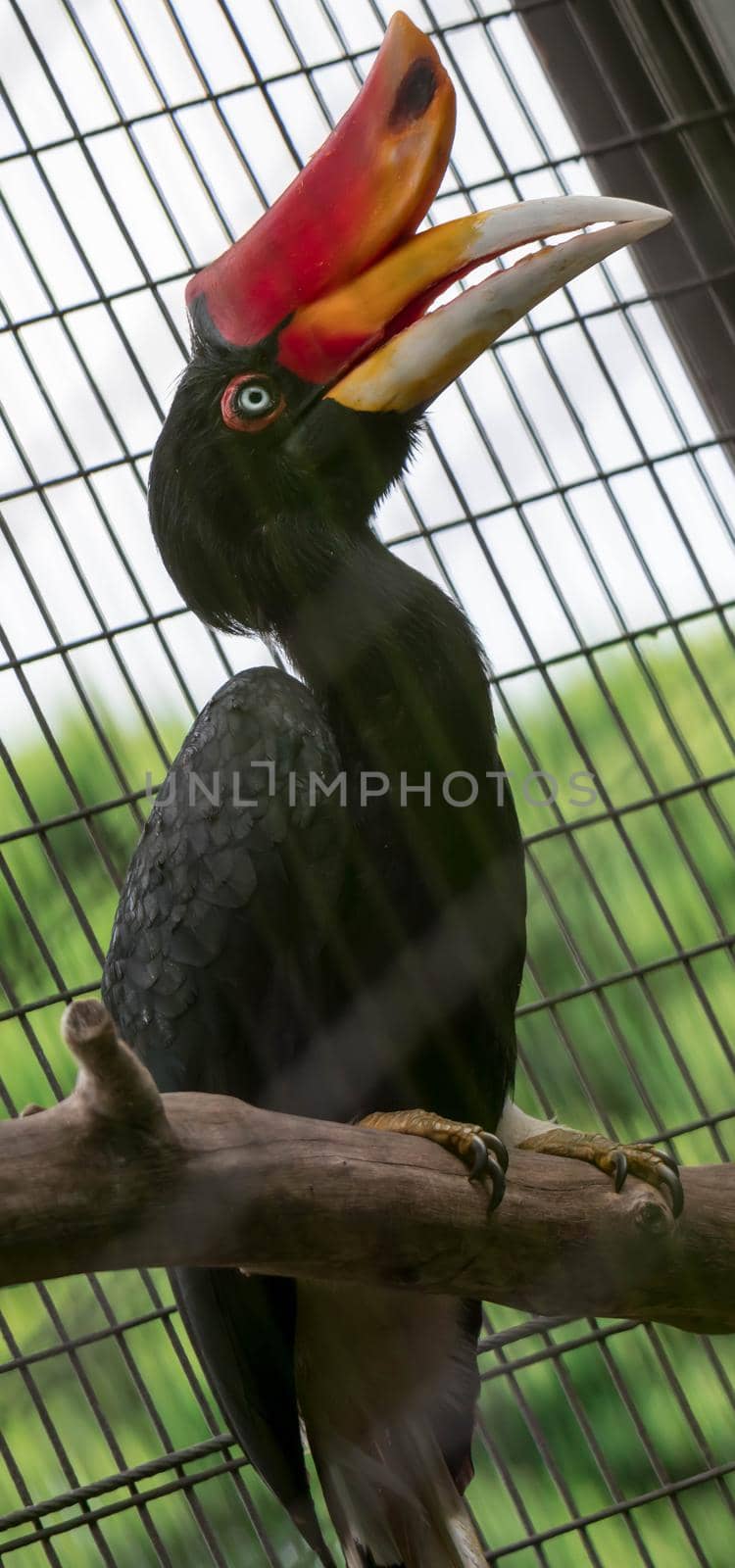 A Rhinoceros Hornbill (Buceros rhinoceros) inside a cage in a Zoo