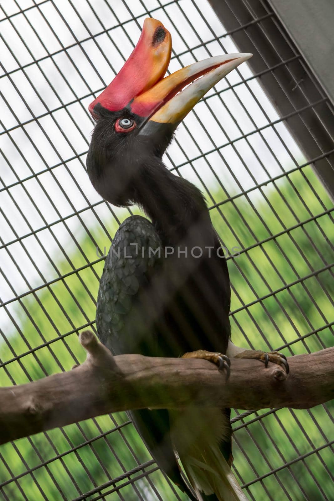 Rhinoceros Hornbill (Buceros rhinoceros) inside a cage in a Zoo by billroque